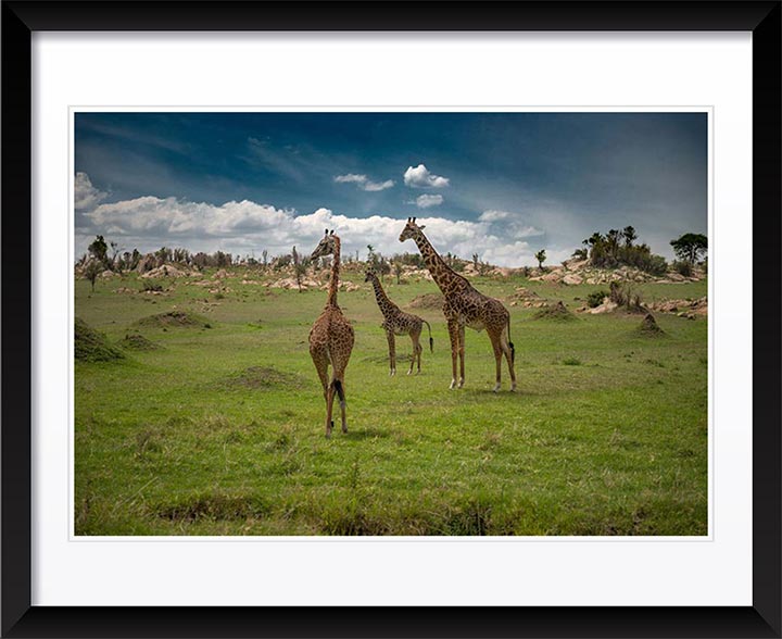 "Giraffe Charm" by Viet Chu Photography