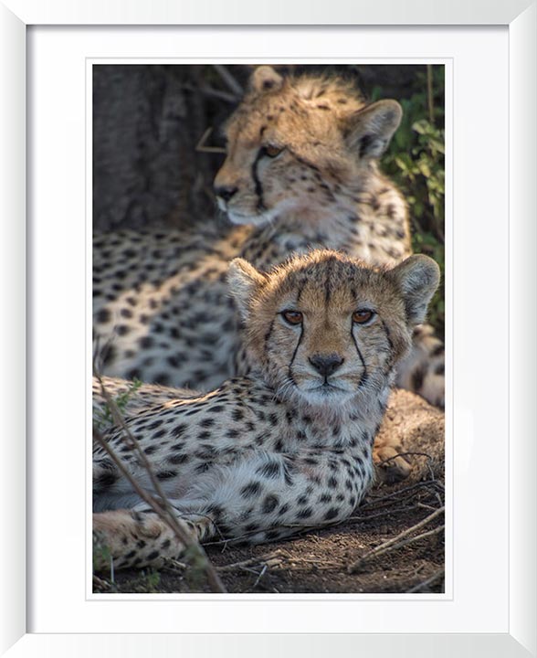 "Cheetah Siblings" by Viet Chu Photography