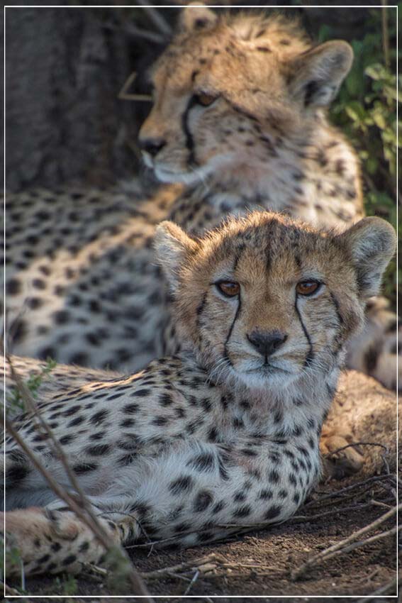 "Cheetah Siblings" by Viet Chu Photography-Artography Limited