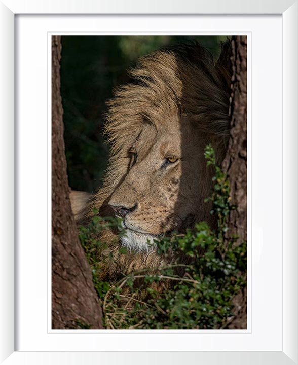 "Lion in shade" by Viet Chu Photography