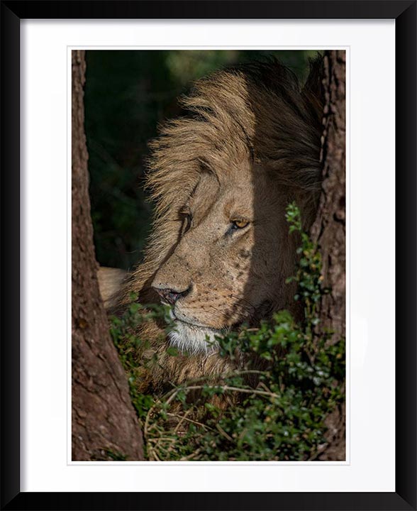 "Lion in shade" by Viet Chu Photography