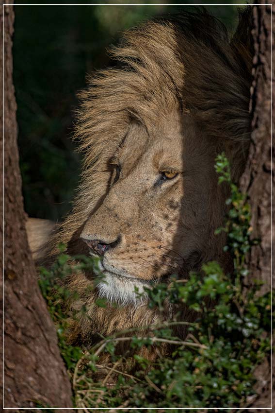 "Lion in shade" by Viet Chu Photography-Artography Limited