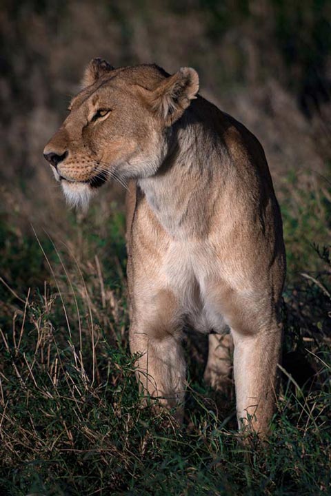 "Regal Lioness" by Viet Chu Photography