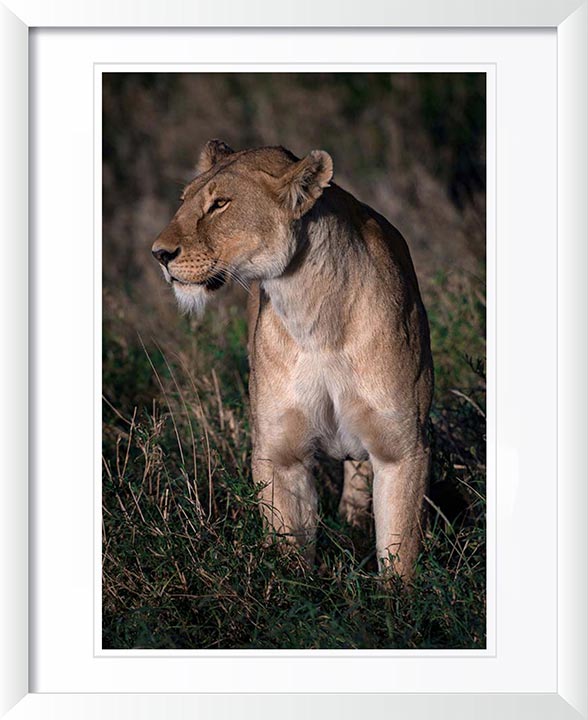 "Regal Lioness" by Viet Chu Photography