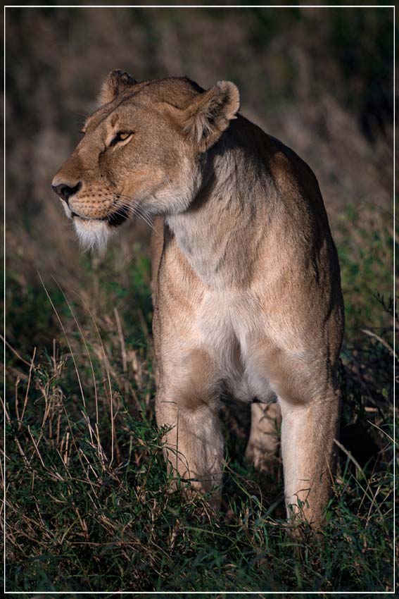 "Regal Lioness" by Viet Chu Photography-Artography Limited