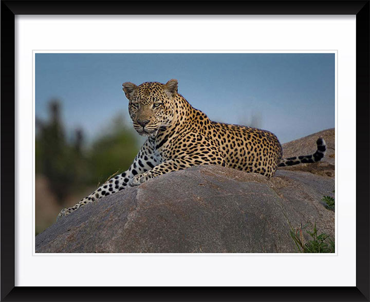 "The Leopard Throne" by Viet Chu Photography