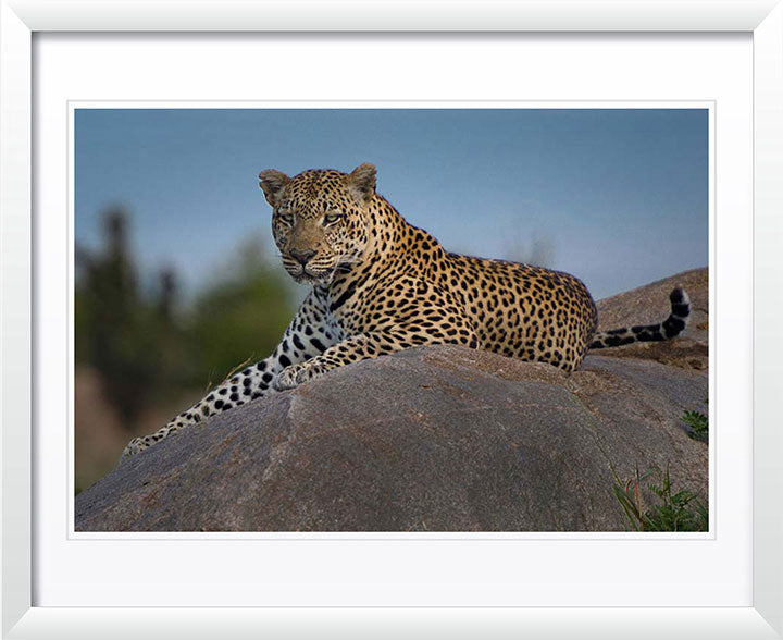 "The Leopard Throne" by Viet Chu Photography