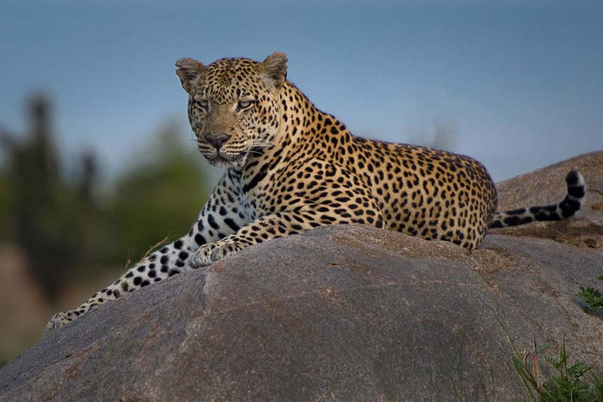 "The Leopard Throne" by Viet Chu Photography