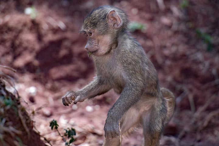"Baby Baboon" by Viet Chu Photography