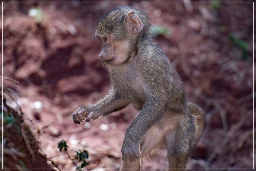 "Baby Baboon" by Viet Chu Photography-Artography Limited