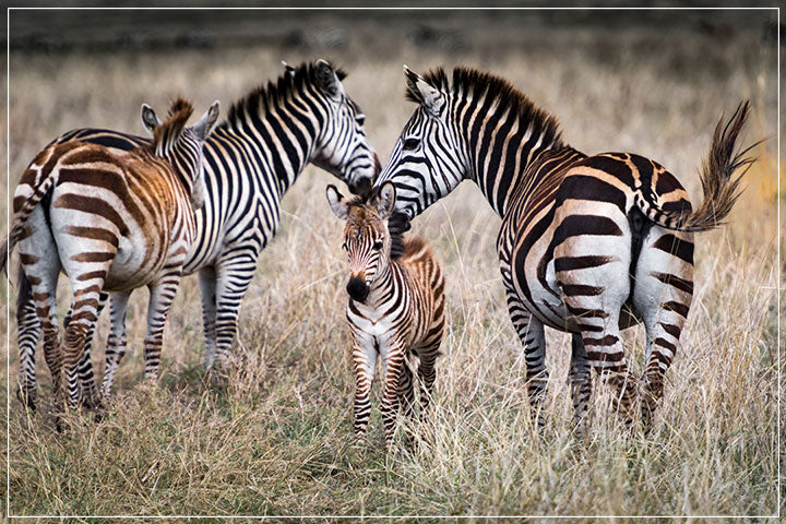 "Zebra Family v2" by Viet Chu Photography
