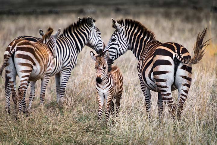 "Zebra Family v2" by Viet Chu Photography