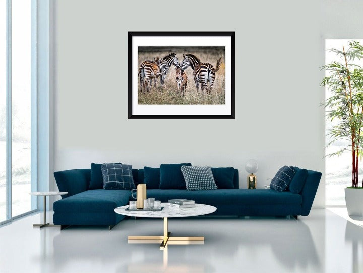 "Zebra Family v2" by Viet Chu Photography