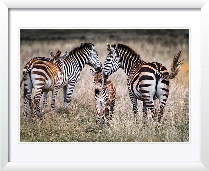 "Zebra Family v2" by Viet Chu Photography