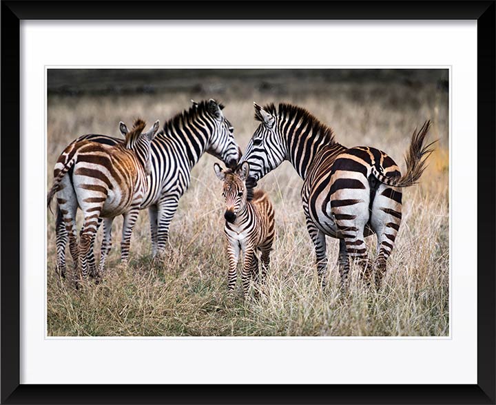 "Zebra Family v2" by Viet Chu Photography