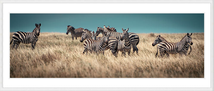 "Zebra in the Field" by Viet Chu Photography
